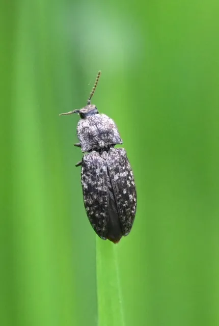 Agrypnus murinus - egérszínű pikkelyespattanó