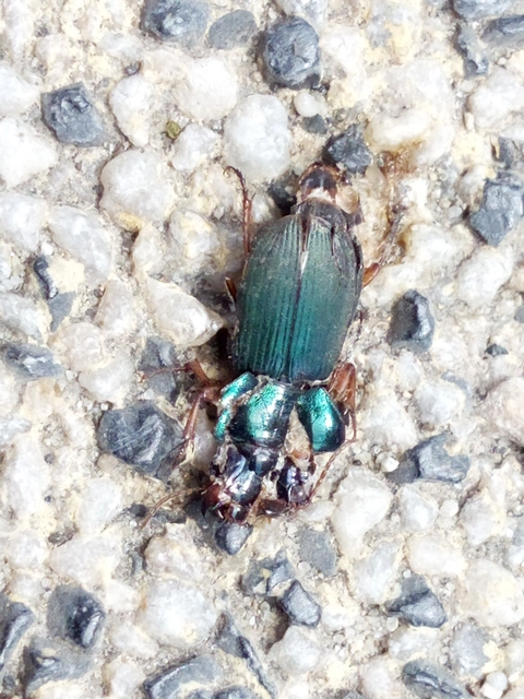 Harpalus affinis - szőrösszárnyú lomhafutó