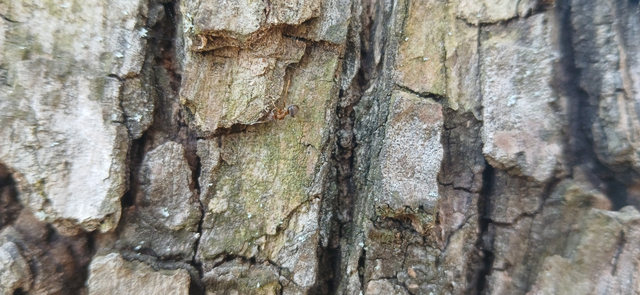 Lasius brunneus - rozsdáshátú feketehangya