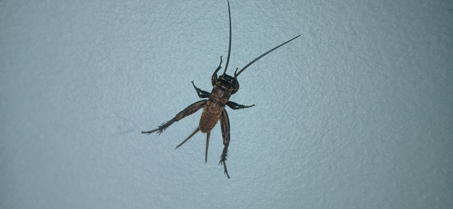 Eumodicogryllus bordigalensis - bordói tücsök