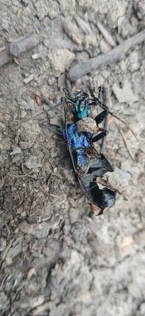 Carabus intricatus - kék laposfutrinka