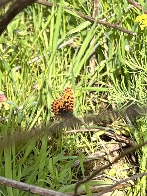 Boloria dia - kis gyöngyházlepke