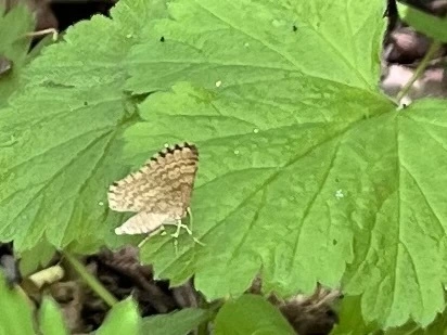 Euchoeca nebulata - barnás égeraraszoló