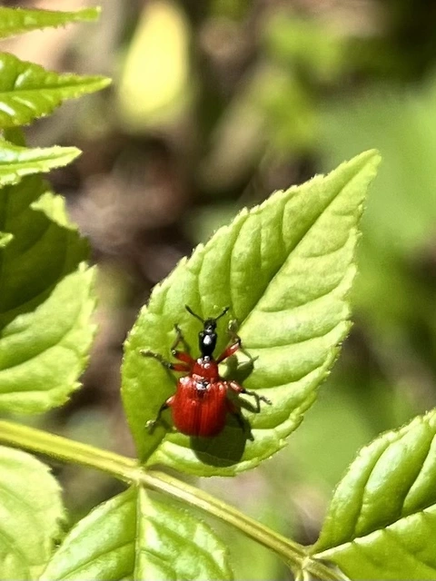 Apoderus coryli - mogyoró-levélsodró