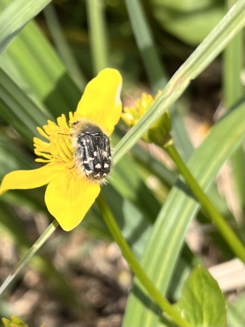 Tropinota hirta - bundás virágbogár