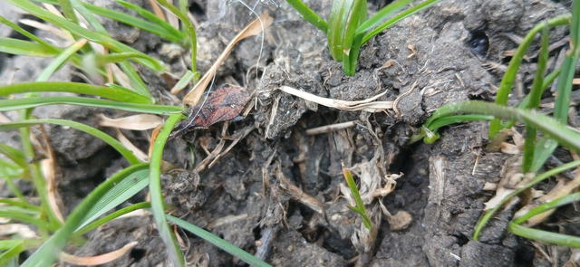 Coriomeris
