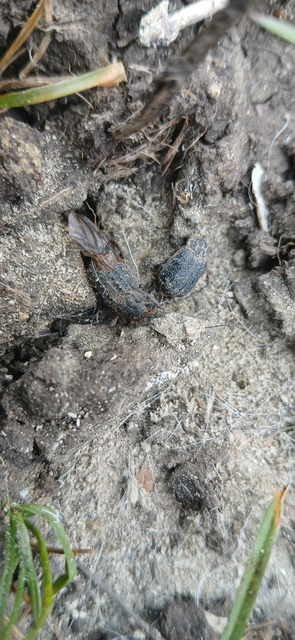 Trox sabulosus - közönséges irhabogár