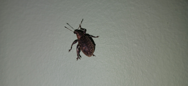 Liophloeus tessulatus - kockás barabolyormányos
