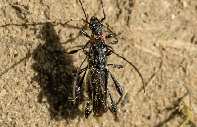 Callimoxys gracilis - frakkos cincér