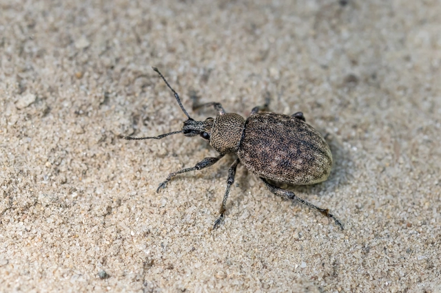 Otiorhynchus ligustici - vincellér-gyalogormányos