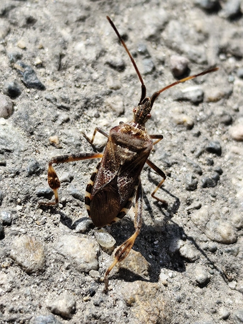 Leptoglossus occidentalis - nyugati levéllábú poloska Leptoglossus occidentalis - nyugati levéllábú poloska