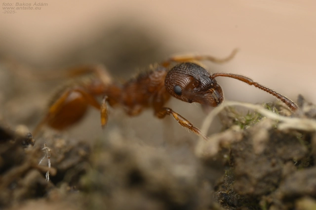 Myrmica gallienii - mocsári bütyköshangya