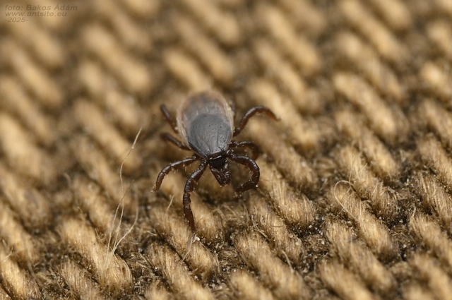 Ixodes ricinus - közönséges kullancs