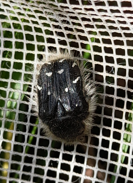 Tropinota hirta - bundás virágbogár