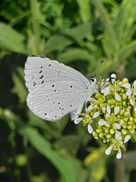 Celastrina argiolus - bengeboglárka
