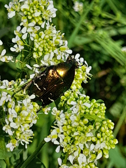 Cetonia aurata - aranyos virágbogár Cetonia aurata - aranyos virágbogár