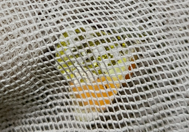 Anthocharis cardamines - hajnalpírlepke