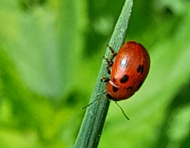 Gonioctena fornicata - közönséges lucernabogár