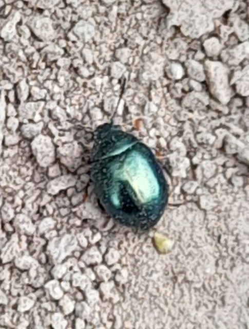 Colaphellus sophiae - mustárbogár