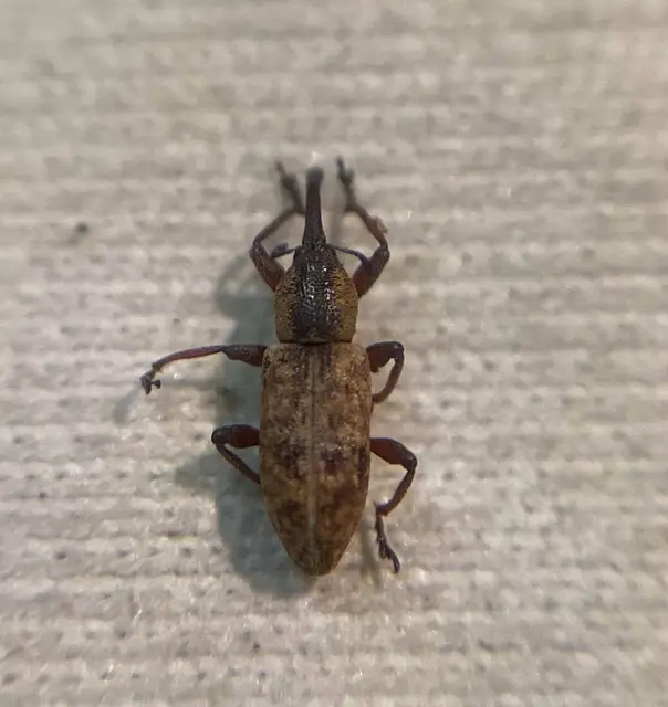 Thryogenes scirrhosus - karcsú békabuzogány-ormányos