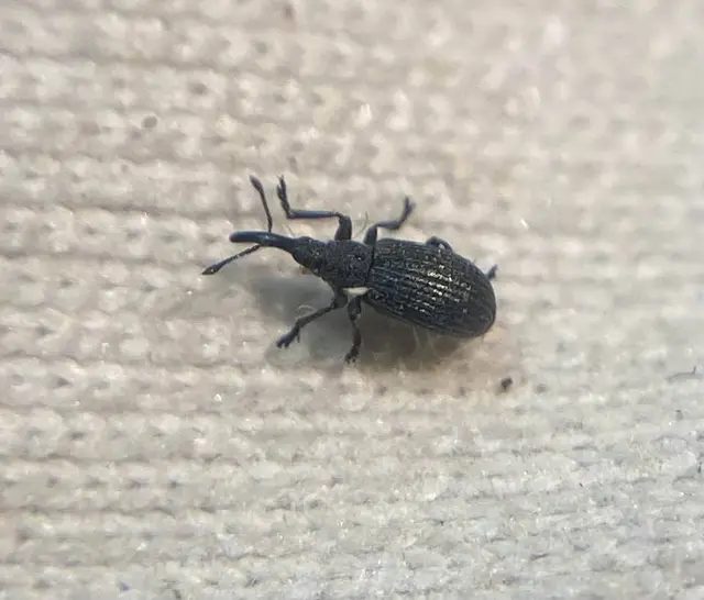 Ischnopterapion loti - szarvaskerep-cickányormányos