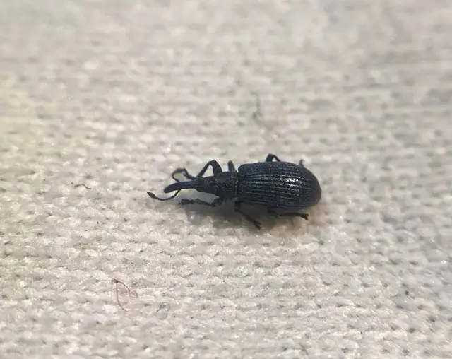 Stenopterapion meliloti - somkóró-cickányormányos