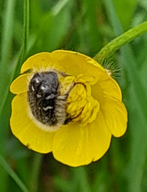 Tropinota hirta - bundás virágbogár