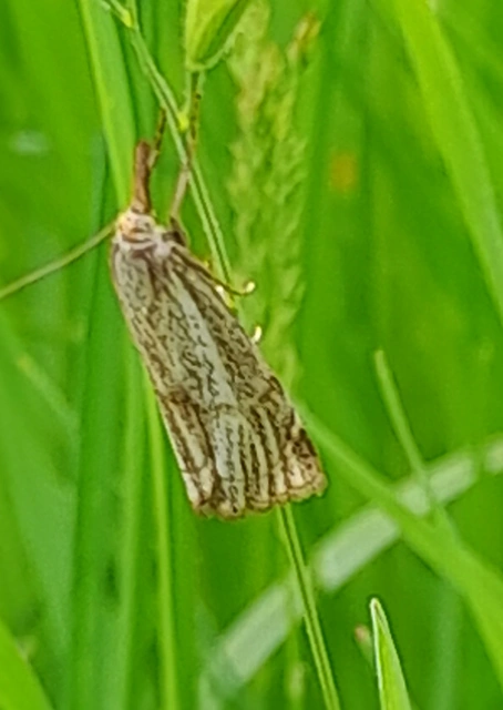 Thisanotia chrysonuchella - tavaszi fűgyökérmoly