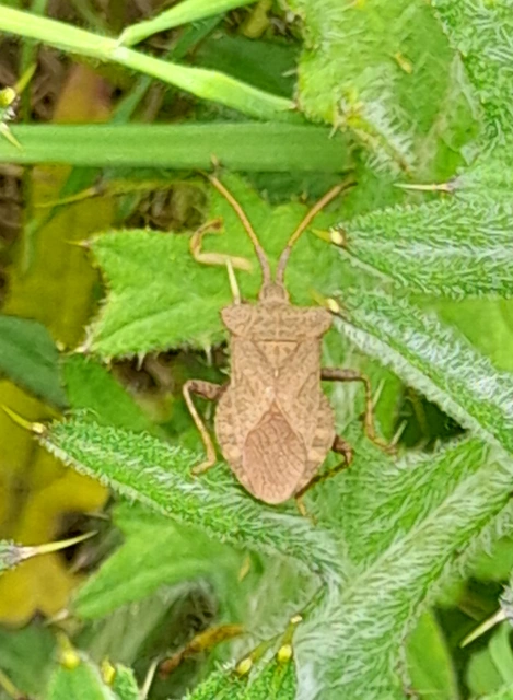 Coreus marginatus - közönséges karimáspoloska