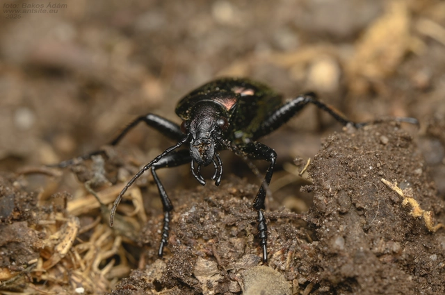 Calosoma inquisitor - kis bábrabló