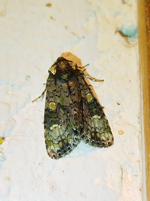 Craniophora ligustri - fagyalbagoly