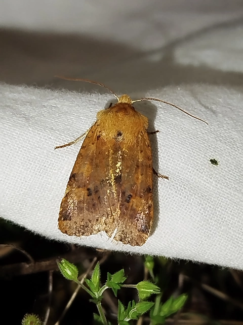 Conistra rubiginea - vörös őszibagoly