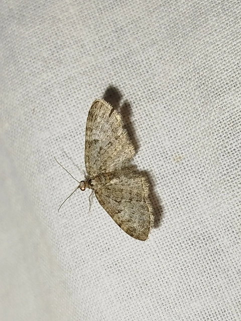 Eupithecia dodoneata - tölgy-törpearaszoló