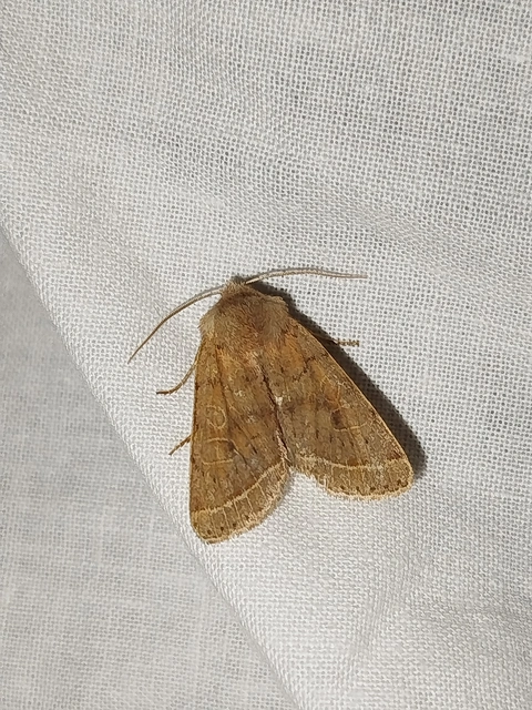 Orthosia cerasi - közepes barkabagoly
