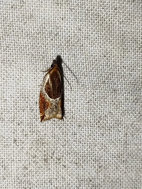 Ancylis unculana - szedersodró horgasmoly