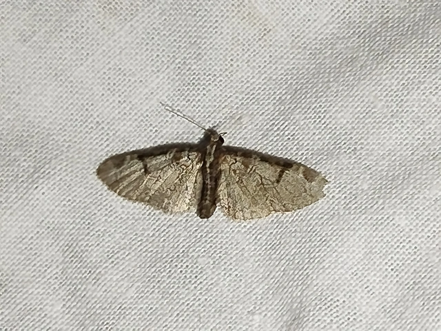 Eupithecia insigniata - hálózatos törpearaszoló