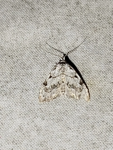 Nola confusalis - apró pamacsosszövő