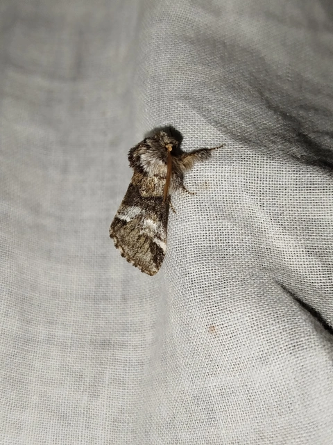 Drymonia dodonea - bélyeges púposszövő