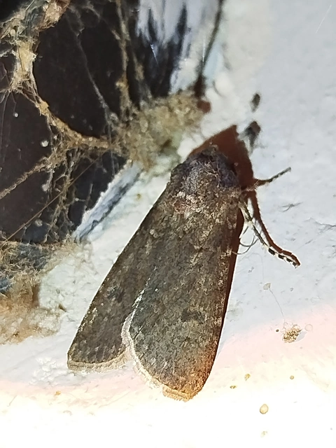 Peridroma saucia - vándor földibagoly