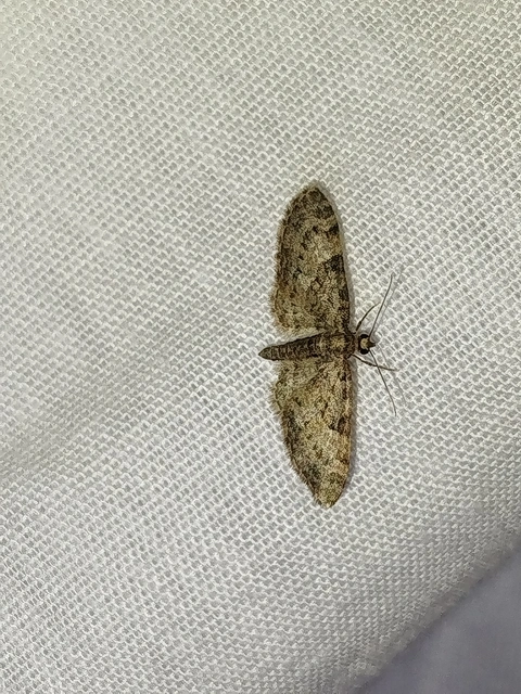 Eupithecia dodoneata - tölgy-törpearaszoló