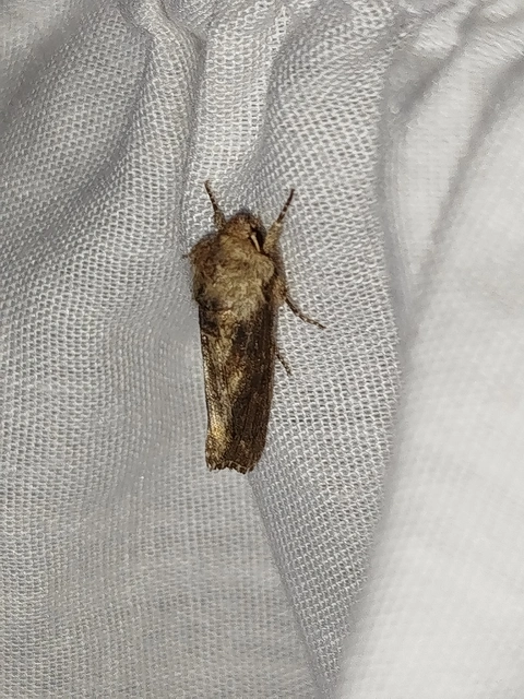 Egira conspicillaris - változékony szürkebagoly