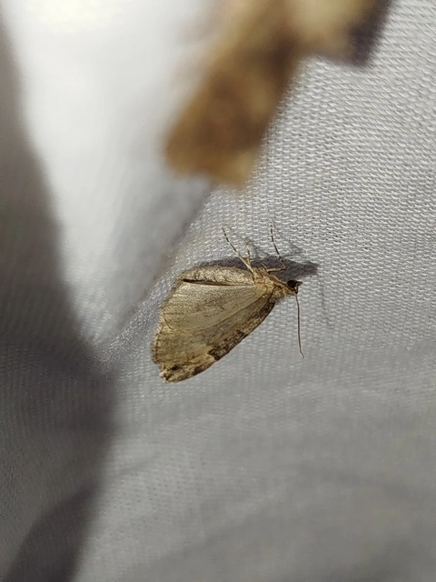 Thera variata/britannica