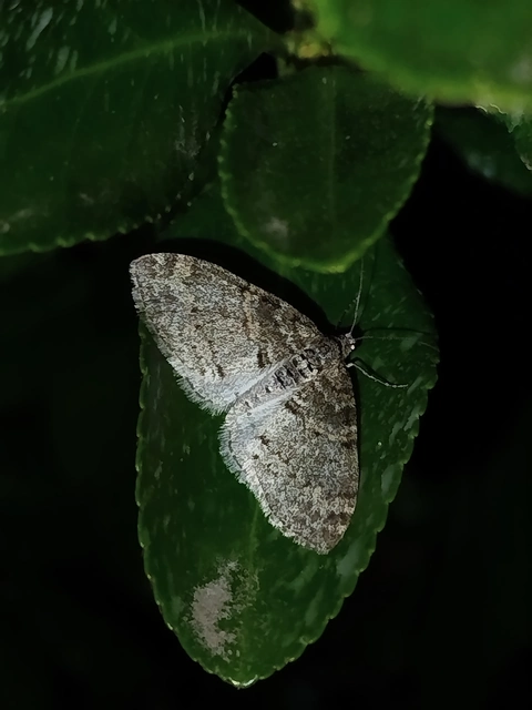 Lobophora halterata - szárnyfüggelékes araszoló