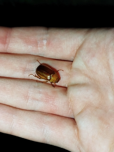 Rhizotrogus aestivus - tavaszvégi cserebogár