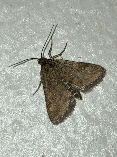 Pyrausta despicata - réti bíbormoly