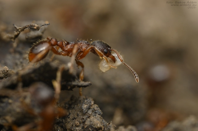 Myrmica gallienii - mocsári bütyköshangya