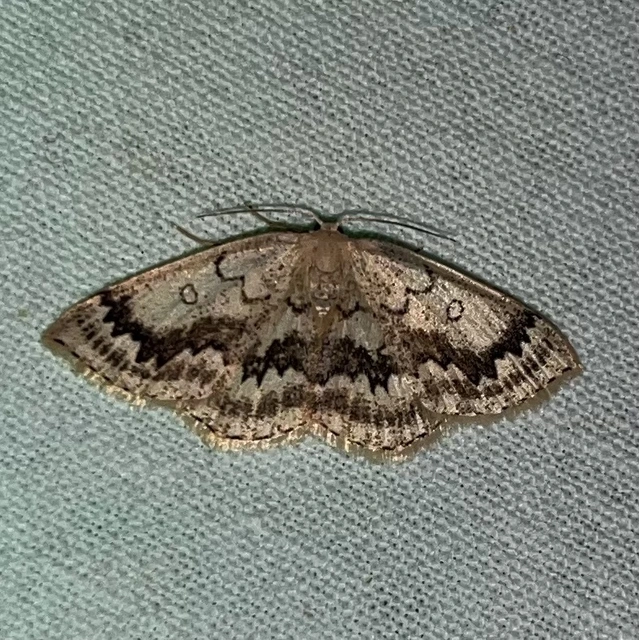 Cyclophora annularia - gyűrűs pettyesaraszoló