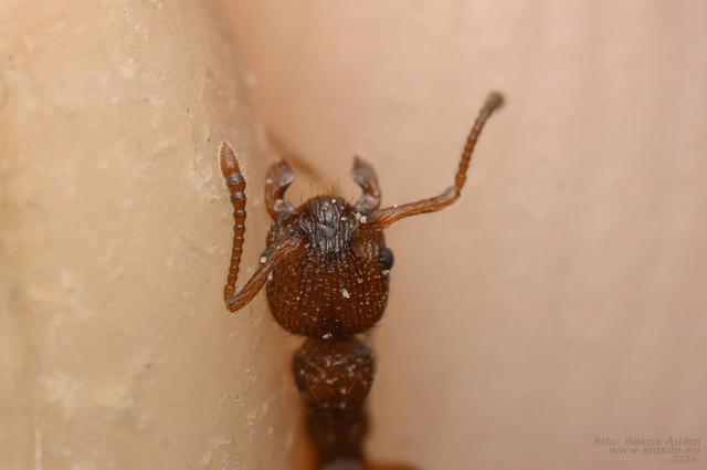 Myrmica sabuleti - gyakori bütyköshangya