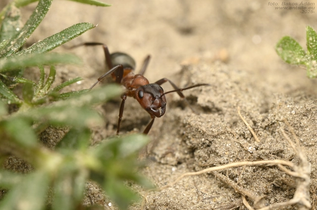 Formica sanguinea - vérvörös rablóhangya