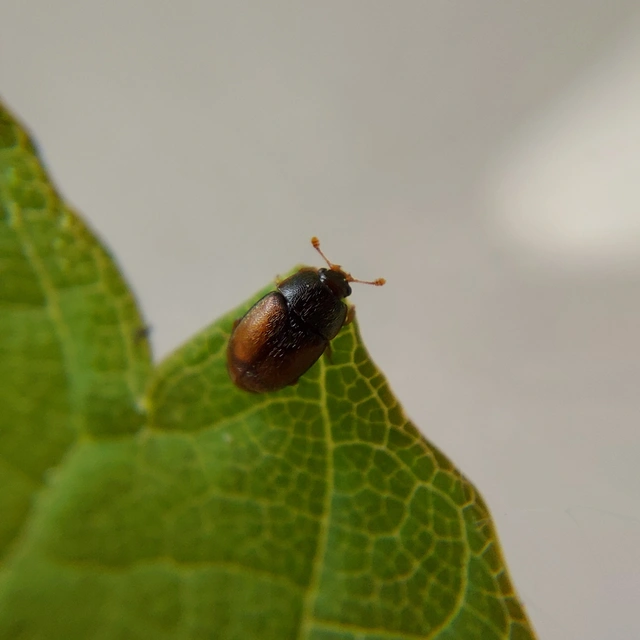 Urophorus rubripennis - vörösszárnyú gyümölcsfénybogár Urophorus rubripennis - vörösszárnyú gyümölcsfénybogár